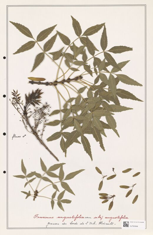 Fraxinus augustifolia  (Oleaceae)