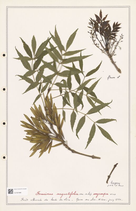 Fraxinus augustifolia  (Oleaceae)