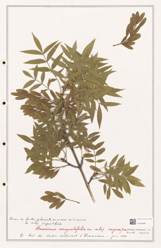 Fraxinus augustifolia  (Oleaceae)