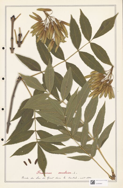 Fraxinus excelsior  (Oleaceae)