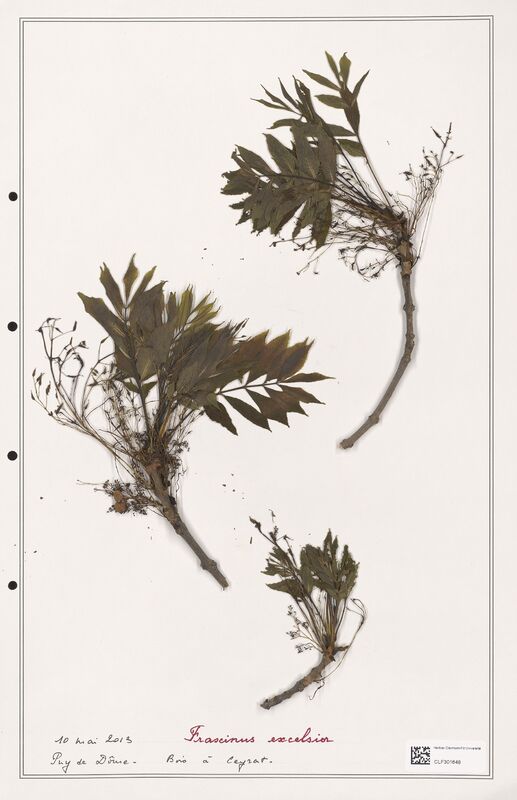 Fraxinus excelsior  (Oleaceae)