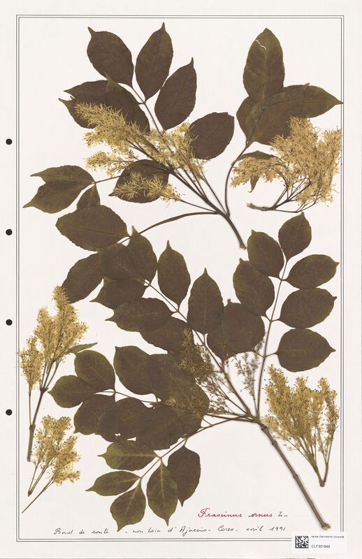 Fraxinus ornus  (Oleaceae)