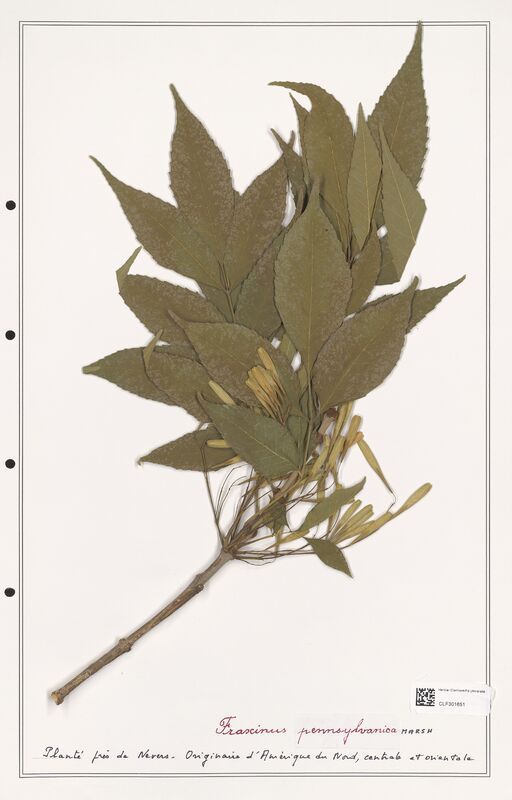 Fraxinus pennsylvanica  (Oleaceae)