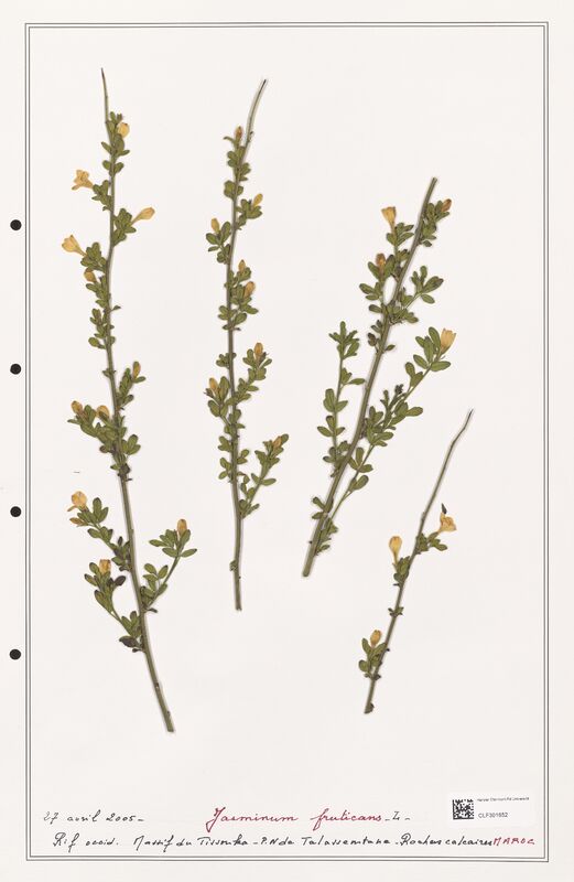 Jasminum fruticans  (Oleaceae)