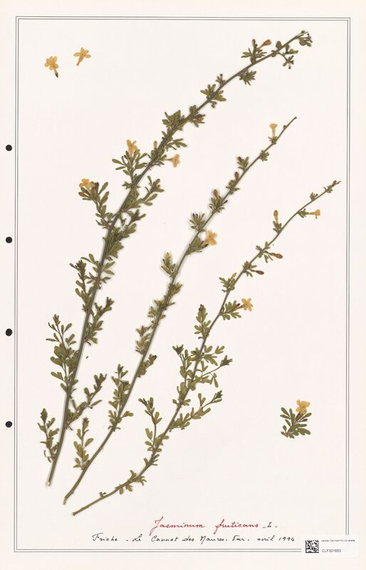Jasminum fruticans  (Oleaceae)