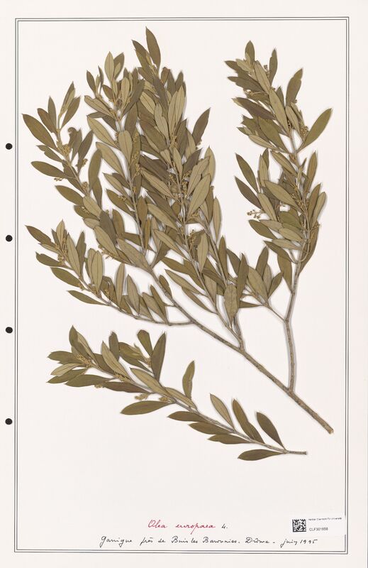 Olea europaea  (Oleaceae)