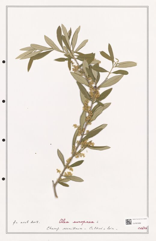 Olea europaea  (Oleaceae)