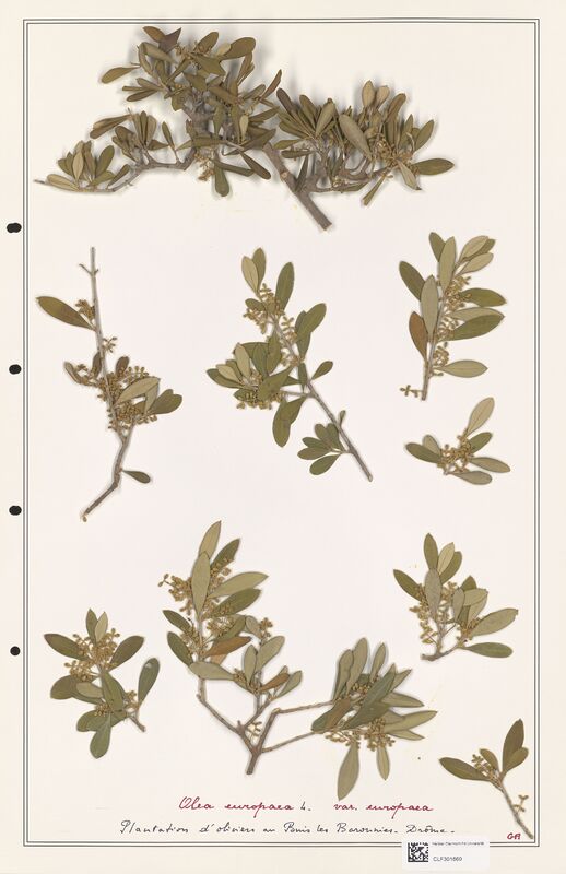 Olea europaea  (Oleaceae)