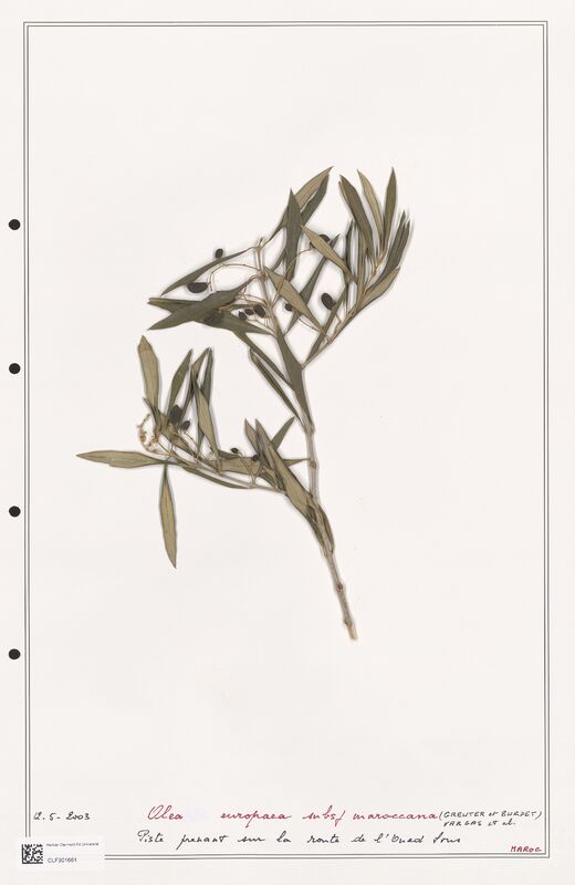 Olea europaea  (Oleaceae)