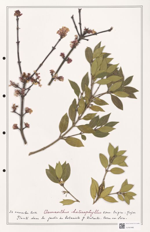 Osmanthus heterophyllus  (Oleaceae)