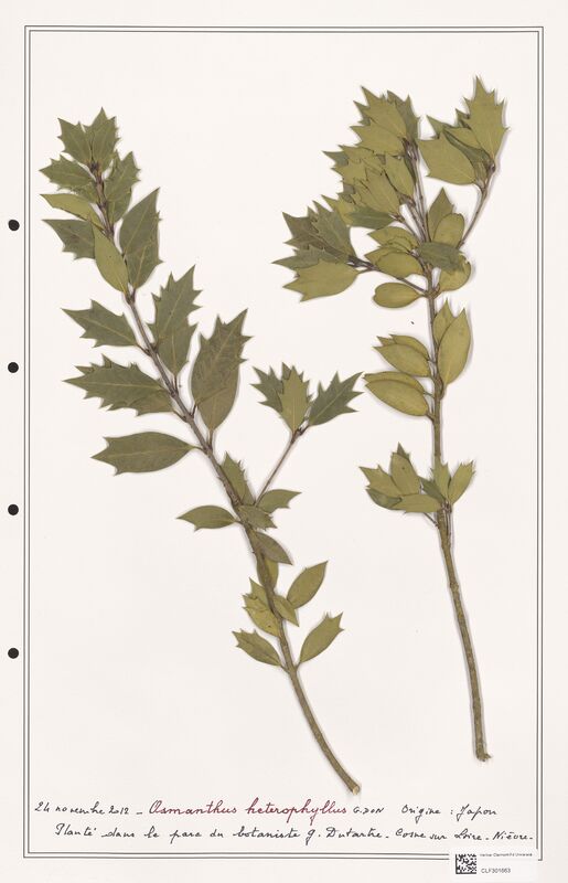 Osmanthus heterophyllus  (Oleaceae)