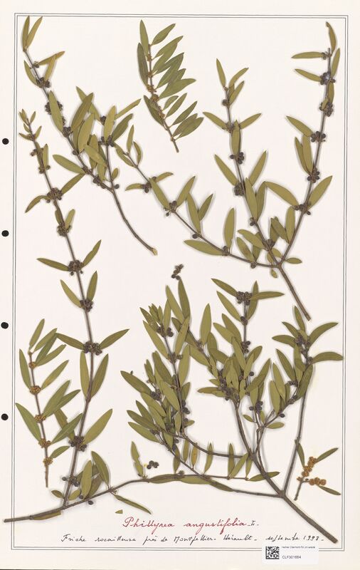 Phillyrea angustifolia  (Oleaceae)