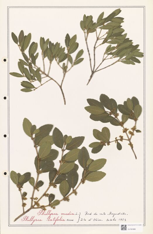 Phillyrea media  (Oleaceae)