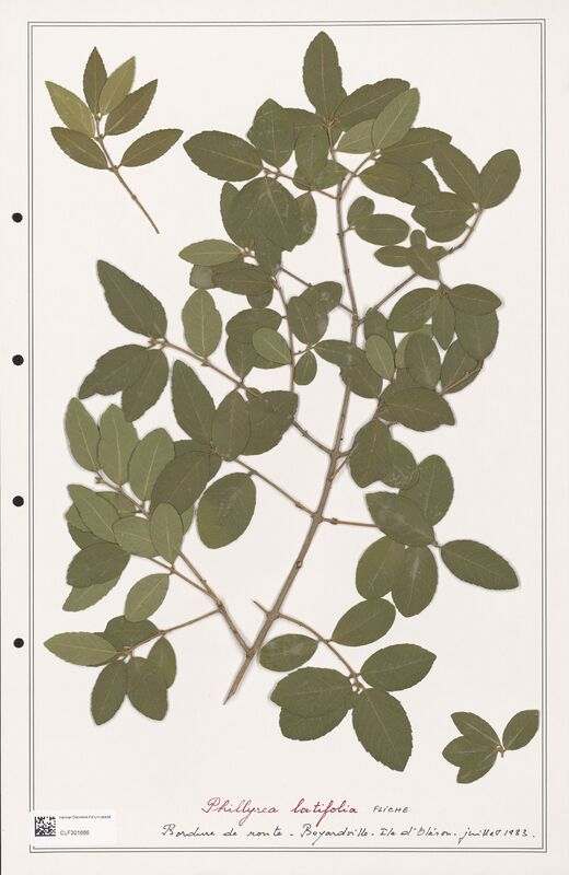 Phillyrea latifolia  (Oleaceae)