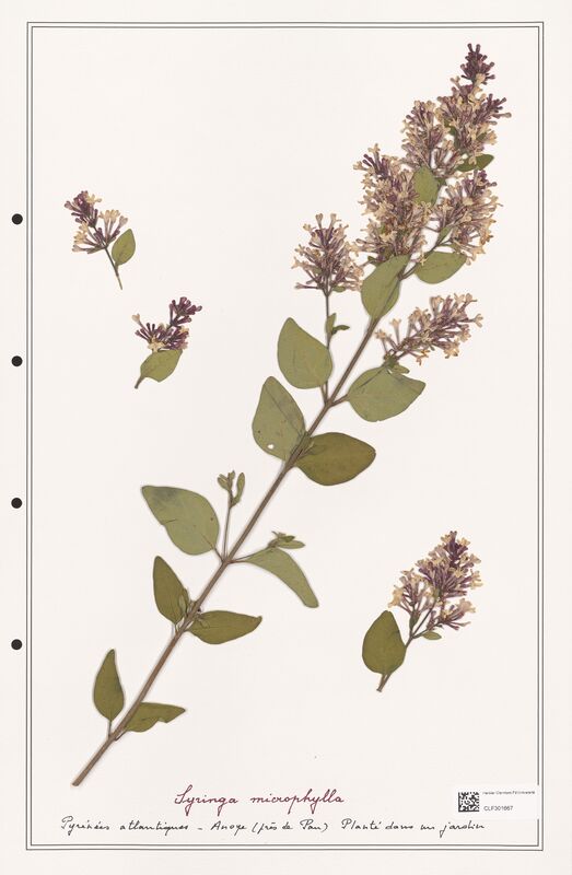 Syringa microphylla  (Oleaceae)