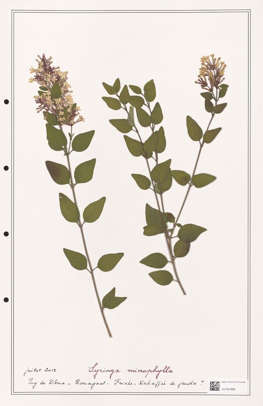 Syringa microphylla  (Oleaceae)