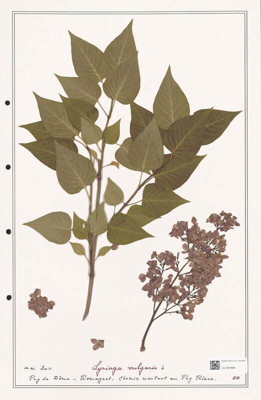 Syringa vulgaris  (Oleaceae)