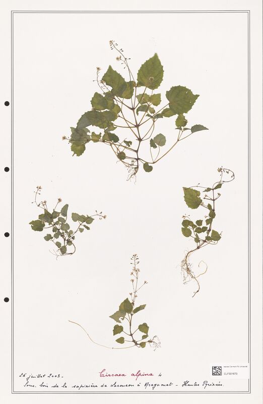 Circaea alpina  (Onagraceae)