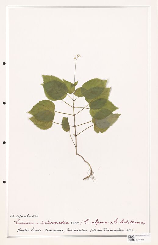 Circaea intermedia  (Onagraceae)