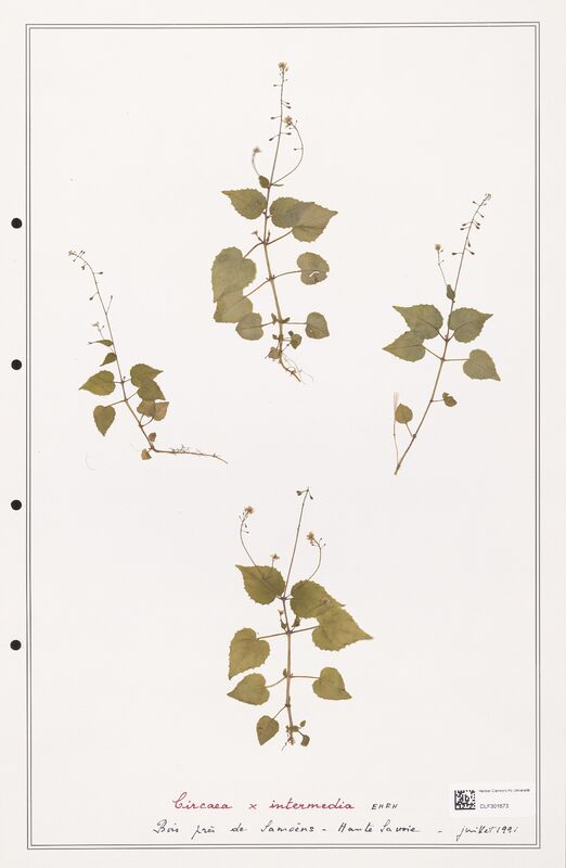 Circaea intermedia  (Onagraceae)