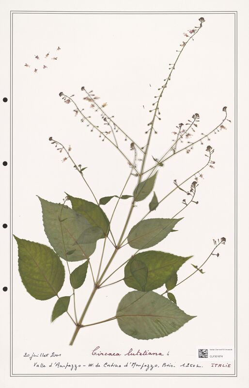 Circaea lutetiana  (Onagraceae)