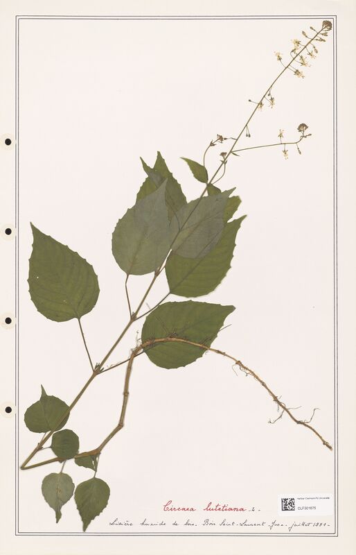 Circaea lutetiana  (Onagraceae)