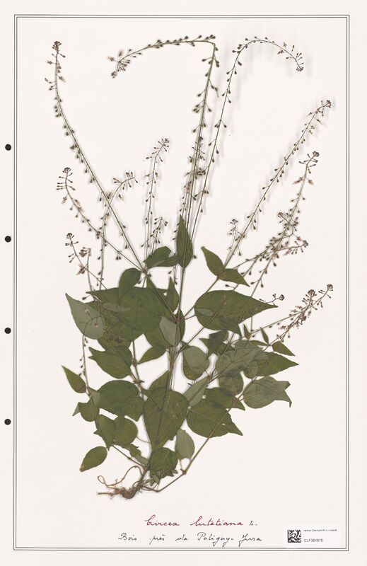 Circaea lutetiana  (Onagraceae)