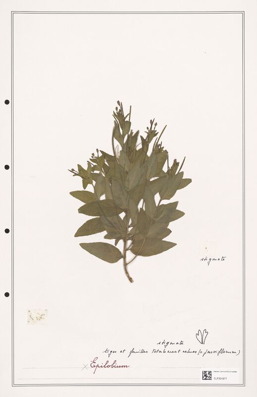 Epilobium   (Onagraceae)