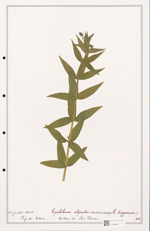 Epilobium alpestre  (Onagraceae)