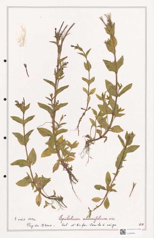 Epilobium alsinifolium  (Onagraceae)