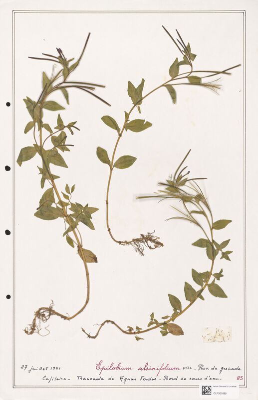 Epilobium alsinifolium  (Onagraceae)