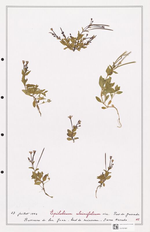 Epilobium alsinifolium  (Onagraceae)