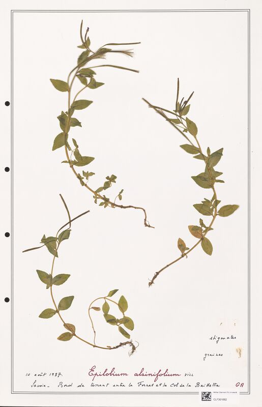 Epilobium alsinifolium  (Onagraceae)