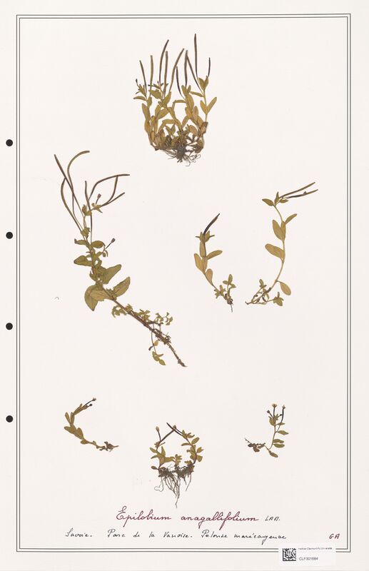 Epilobium anagallidifolium  (Onagraceae)