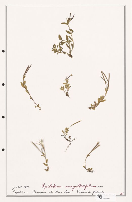 Epilobium anagallidifolium  (Onagraceae)