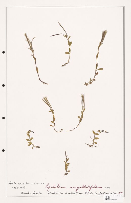 Epilobium anagallidifolium  (Onagraceae)