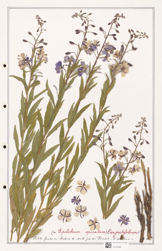 Epilobium angustifolium  (Onagraceae)