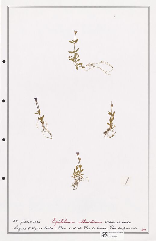 Epilobium atlanticum  (Onagraceae)