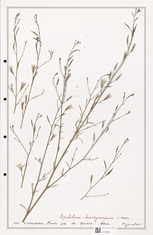 Epilobium brachycarpum  (Onagraceae)