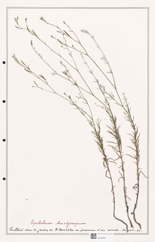 Epilobium brachycarpum  (Onagraceae)