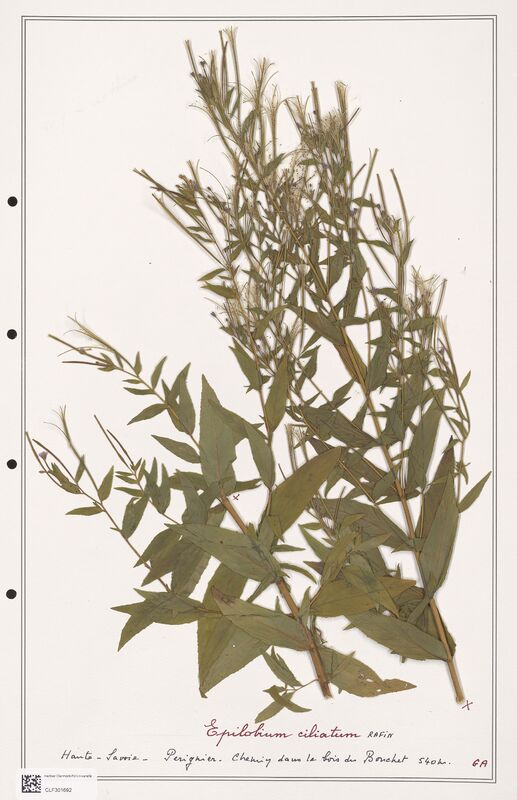 Epilobium ciliatum  (Onagraceae)