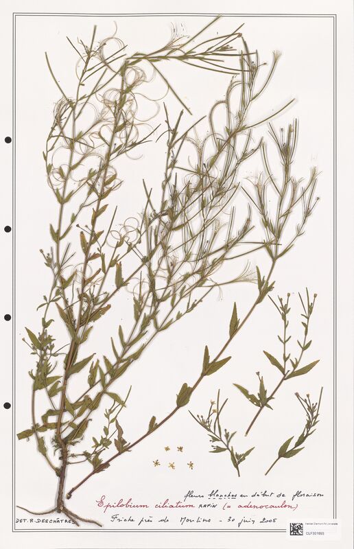 Epilobium ciliatum  (Onagraceae)