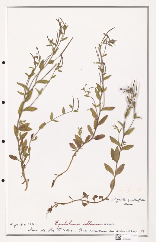 Epilobium coliinum  (Onagraceae)