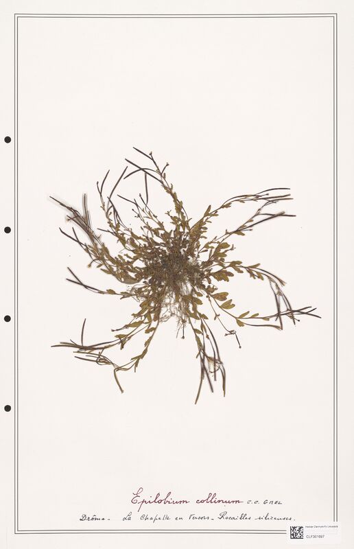 Epilobium coliinum  (Onagraceae)