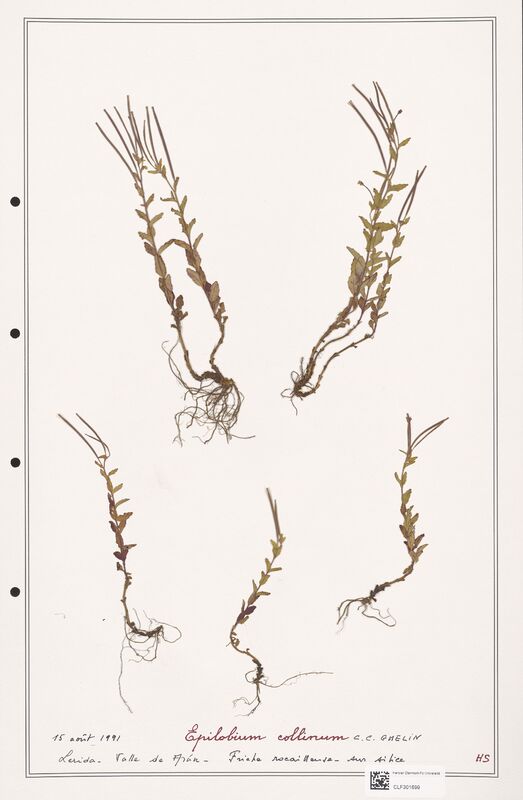 Epilobium coliinum  (Onagraceae)