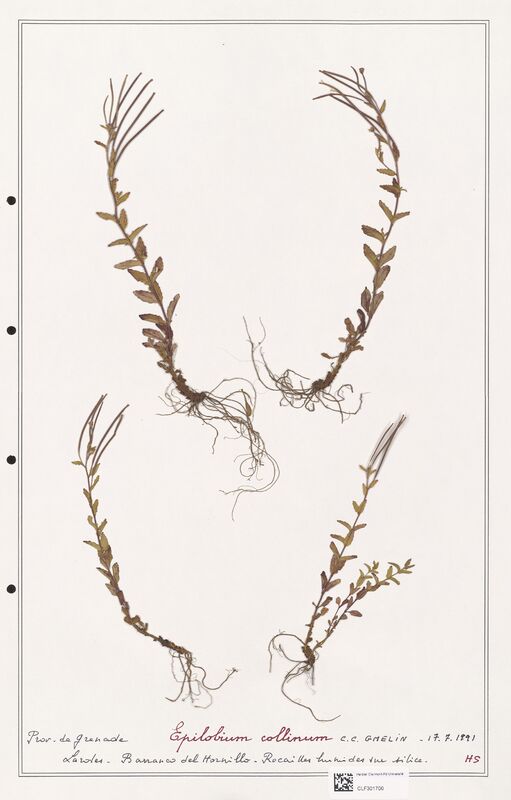 Epilobium coliinum  (Onagraceae)