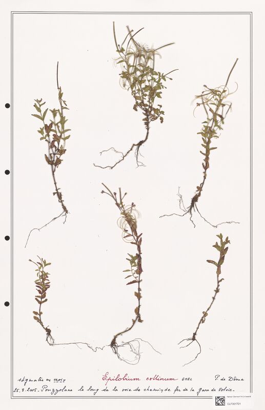 Epilobium coliinum  (Onagraceae)