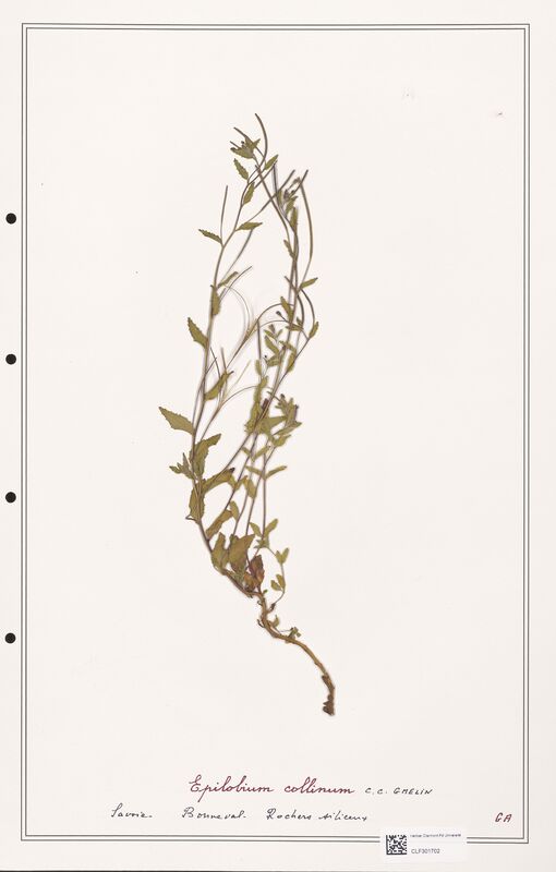 Epilobium coliinum  (Onagraceae)