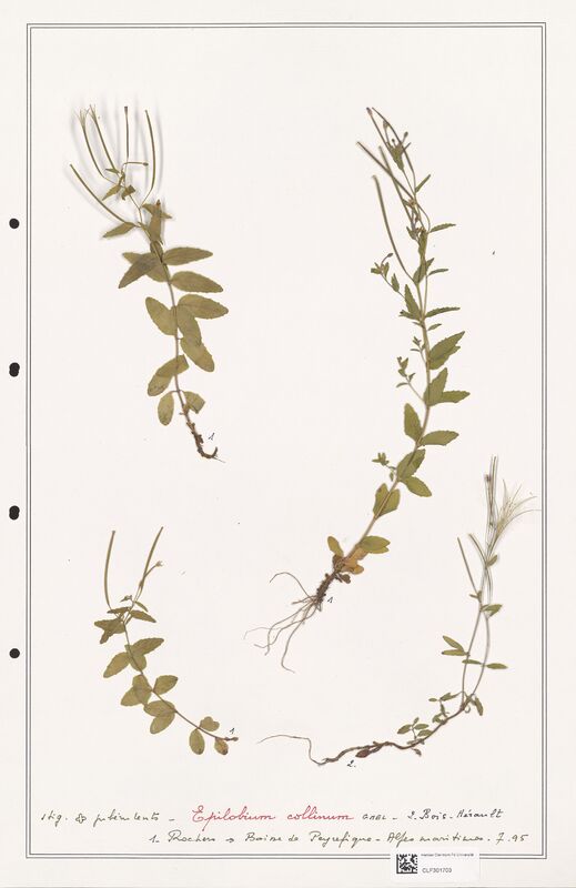 Epilobium coliinum  (Onagraceae)