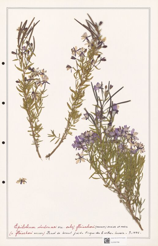 Epilobium dodonaei  (Onagraceae)